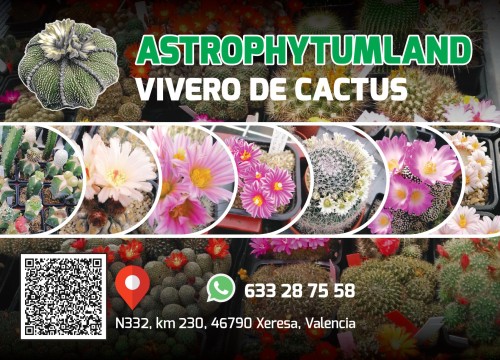 astrophytumland1